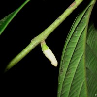 Diospyros insignis Thwaites